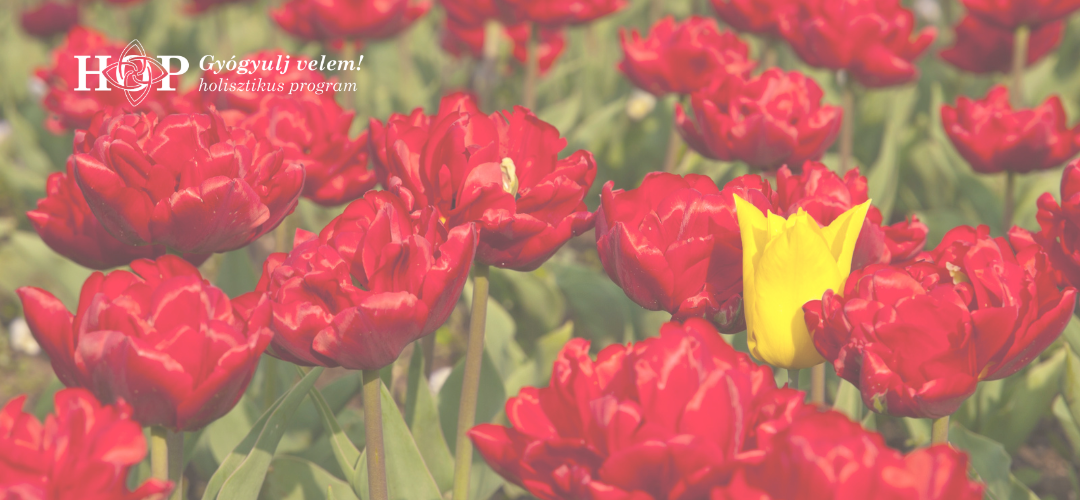 Piros tulipánok között egy sárga